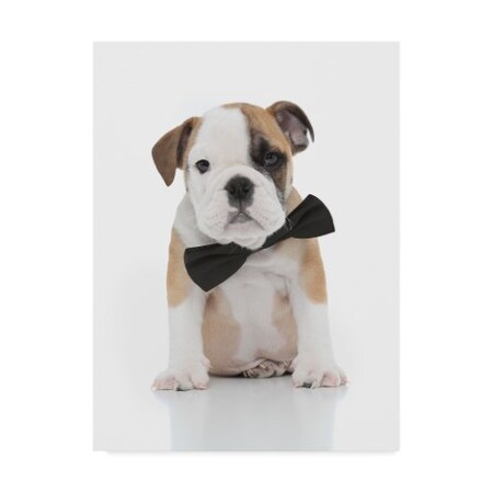 Trademark Fine Art Andrea Mascitti Puppies 'Formal Puppy' Canvas Art, 18x24 ALI24787-C1824GG